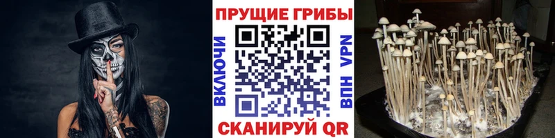 как найти наркотики  Донской  Псилоцибиновые грибы GOLDEN TEACHER 